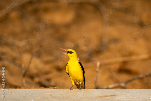 Indian golden oriole or Oriolus kundoo beautiful bird in the oriole family clicked at keoladeo national park, bharatpur, rajasthan, india photo