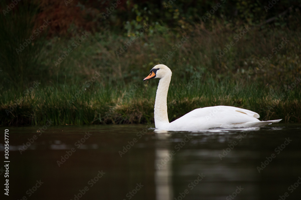 Beautiful swan on lake in Belgium during fall season Beautiful swan on lake in Belgium during fall season