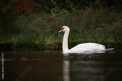 Beautiful swan on lake in Belgium during fall season