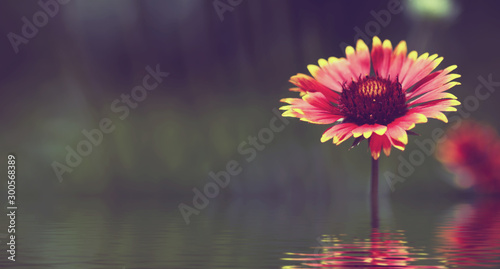 image of a beautiful flower above the water.Toned image.