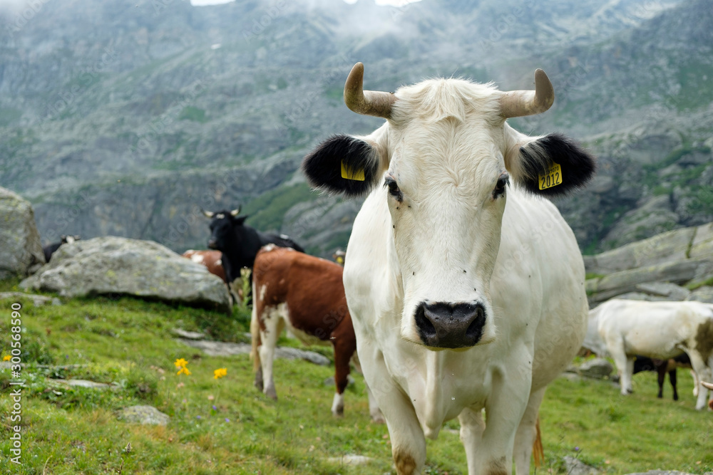 White cow with horns is standing on an alpine meadow in the Italian Alps