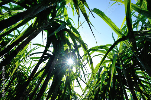 Sugarcane plants growing at field