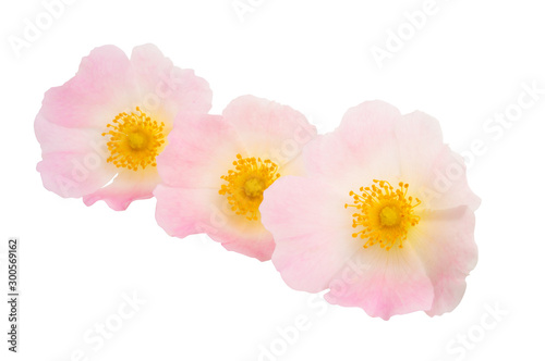 rosehip flower isolated