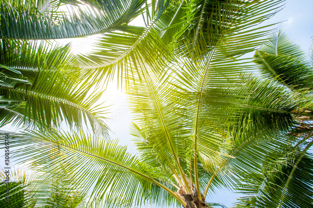 Fototapeta premium tropical palm leaf background, coconut palm trees perspective view