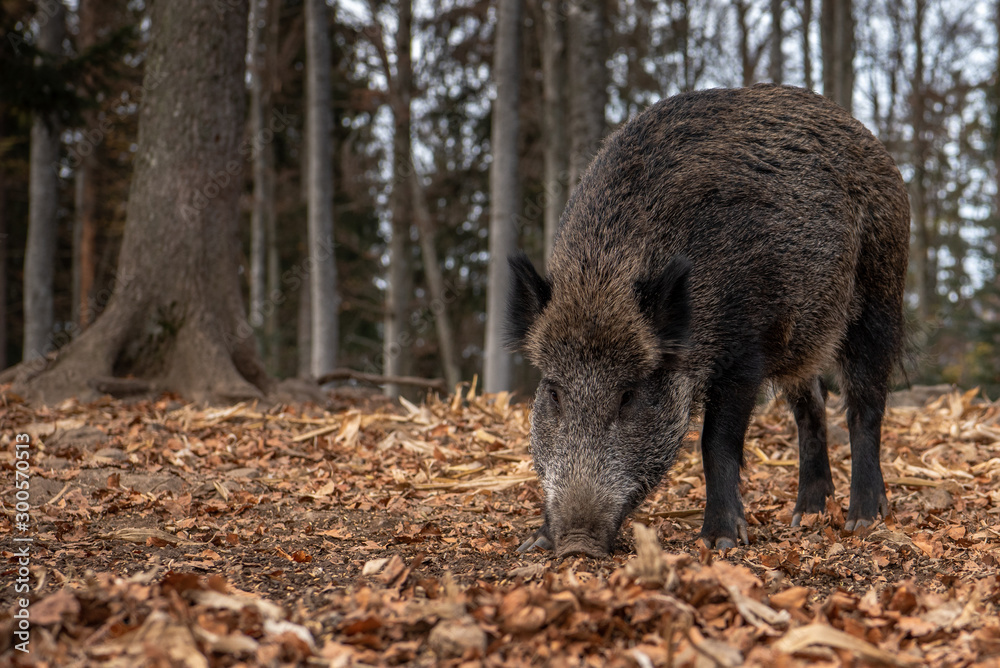 Boar is standing in the autumn forest, in Bayerischer Wald National Park, Germany Boar is standing in the autumn forest, in Bayerischer Wald National Park, Germany