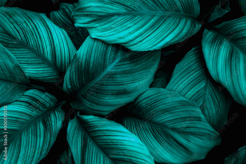 leaves of Spathiphyllum cannifolium, abstract green texture, nature background, tropical leaf leaves of Spathiphyllum cannifolium, abstract green texture, nature background, tropical leaf