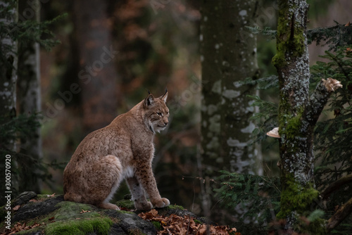 Lynx on the rock in the autumn forest, in Bayerischer Wald National Park, Germany
