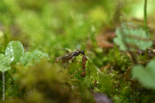 Two ants that walk on green grass. Macro shot.