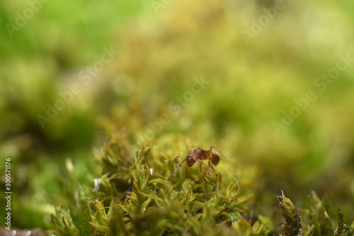 Red ant that walk on green grass. Macro shot. Beauty in nature