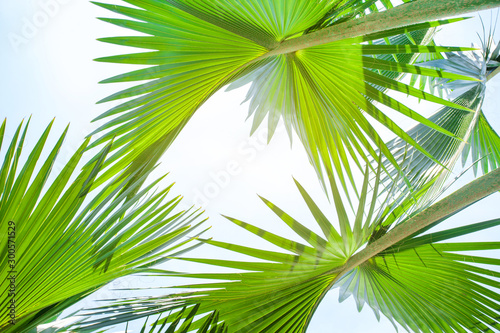 tropical palm leaf background  coconut palm trees perspective view