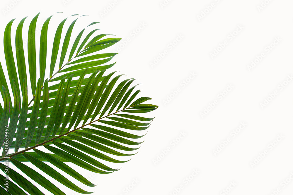 leaves of coconut isolated on white background leaves of coconut isolated on white background