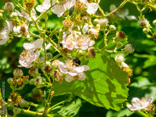 Himalayan blackberry photo