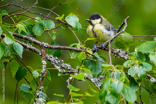 bird on branch