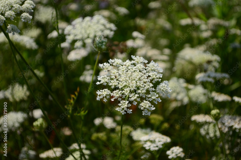 Rays of the setting sun on white flowers- meadow flowers Rays of the setting sun on white flowers- meadow flowers