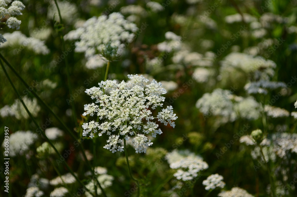 Rays of the setting sun on white flowers- meadow flowers Rays of the setting sun on white flowers- meadow flowers