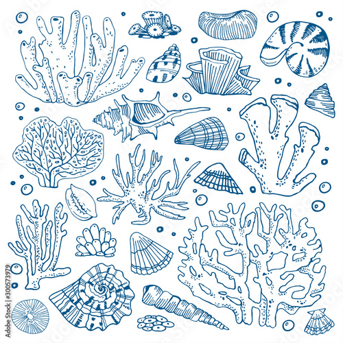 Set of corals and seashells. Hand drawn outline vector sketch illustration
