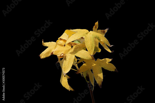 yellow leaf bouquet