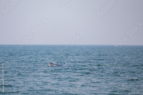 Bruda whales in the Gulf of Thailand © Nattawat