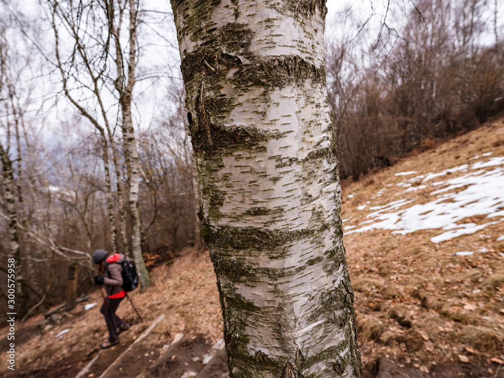 Fototapeta premium Trekking in the woods