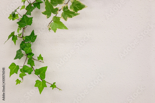 アイビーフレーム