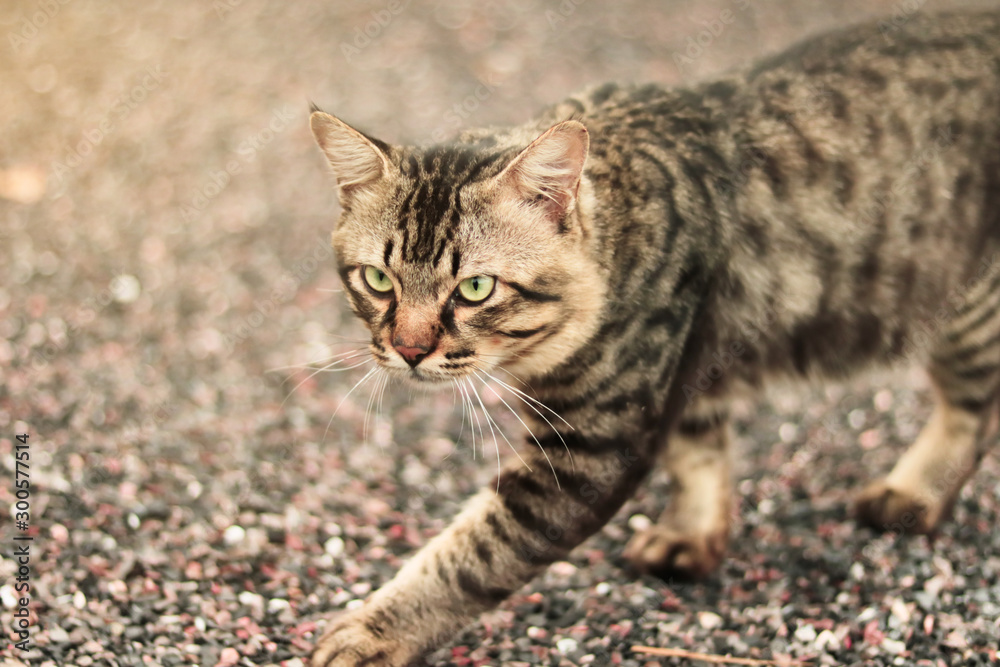  cat walking on the ground with copy space