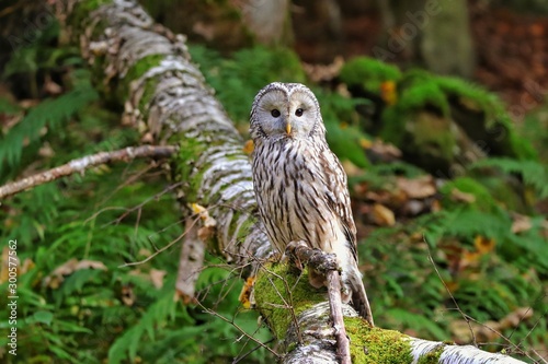 Habichtskauz photo