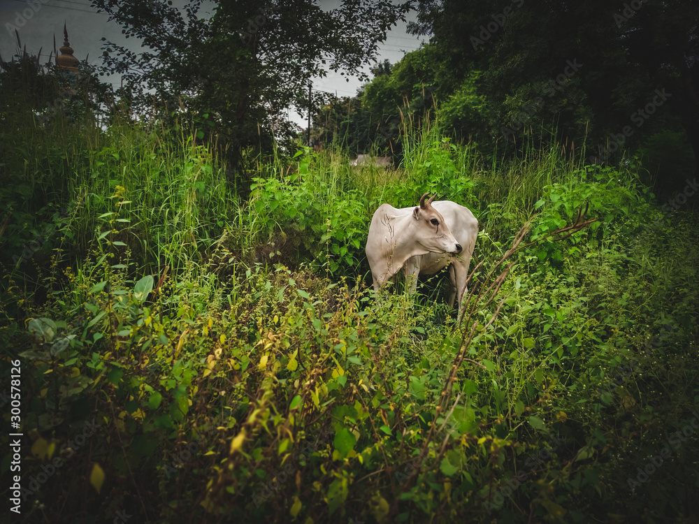 Obraz premium cows on pasture