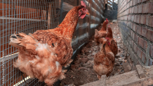 Chicken broilers. Poultry farm. White chicken walkinng in a farm garden. photo