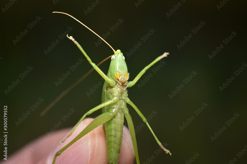 Green grasshopper in hand on a dark background. Close-up.