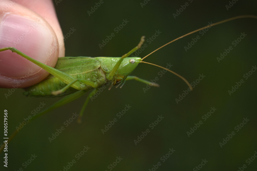 Green grasshopper in hand on a dark background. Close-up. Green grasshopper in hand on a dark background. Close-up.