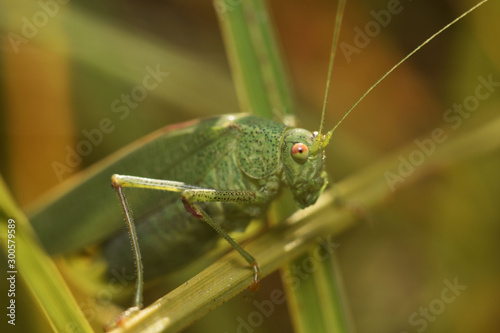 Green grasshopper in the grass. Close-up. Macro insects world.