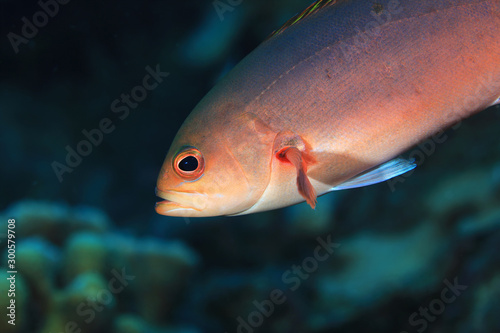 Creole fish
