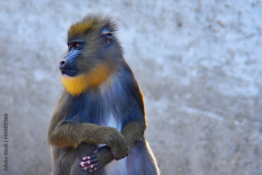 Obraz premium monkey baboon in the natural environment looks away blurred background