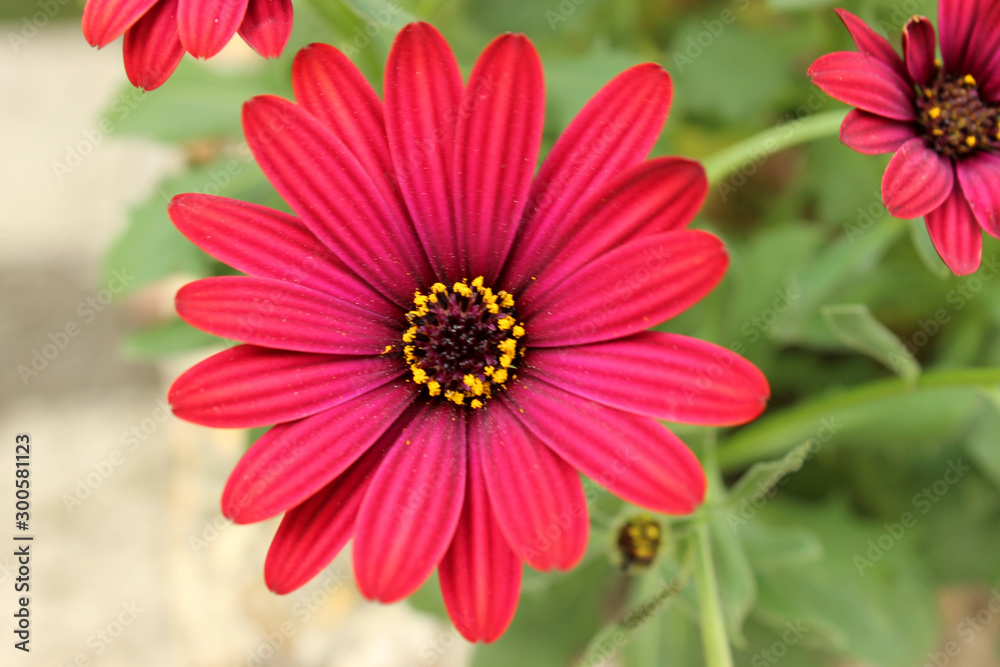 Red blooming rudbeckia flower Red blooming rudbeckia flower