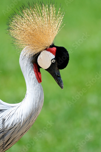 grey necked crowned crane