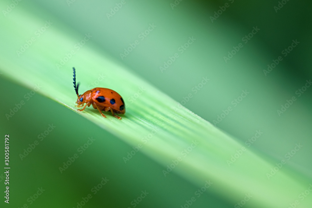 Obraz premium lady bug on leaf