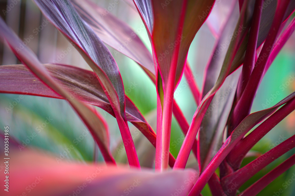 Red Cordyline leaves closeup in garden- Cordyline fruticosa, Cordyline ...