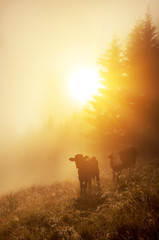 Fototapete Honigfarbe Kälber auf der Wiese am frühen Morgen im Gras im glitzernden Tau und Nebel. Almwiesen.  © Ann Stryzhekin