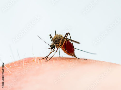 Dangerous Malaria Infected Mosquito Bite, Encephalitis, Yellow Fever, Dengue, Mayaro Disease, Zika, EEEV or EEE Virus Infectious Culex Parasite Insect
