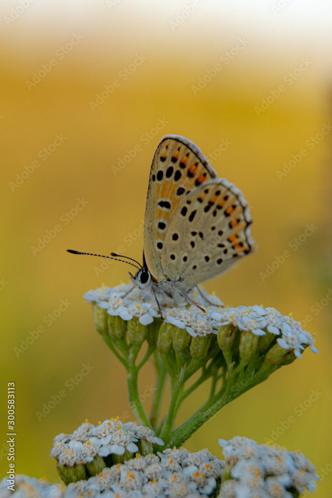 Fototapeta premium butterfly on flower