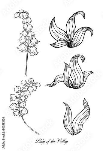 Lily of the valley, may-lily Element for design. Outline hand drawing vector illustration. In art nouveau style, vintage, old, retro style. In botanical style.