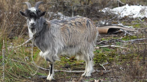 Funny escaped goat in a wild nature 