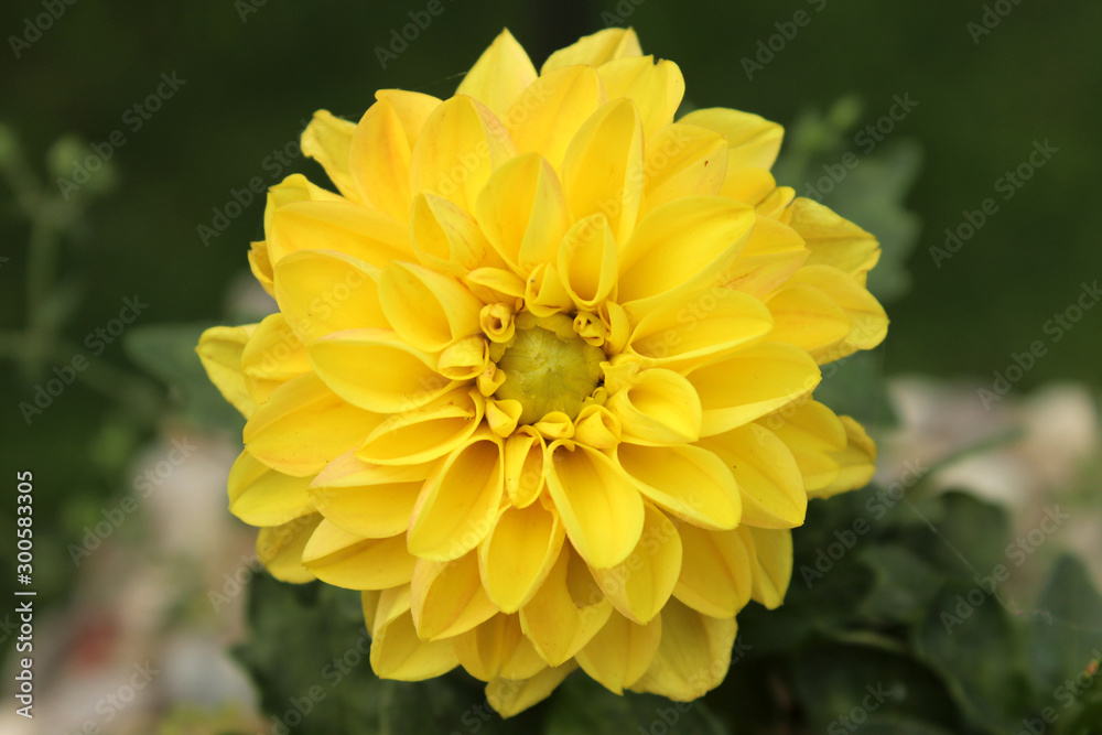 Blooming yellow french marigold