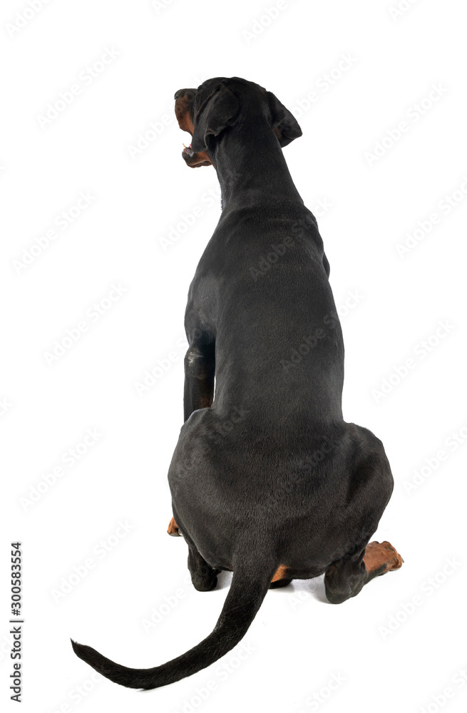 Obraz premium doberman pinscher in studio