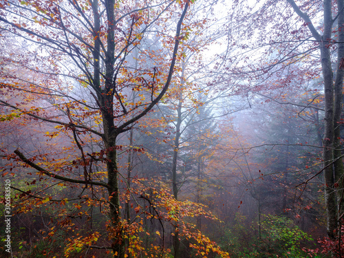 Fototapeta Naklejka Na Ścianę i Meble -  Foliage in autumn - Walk in the mountains