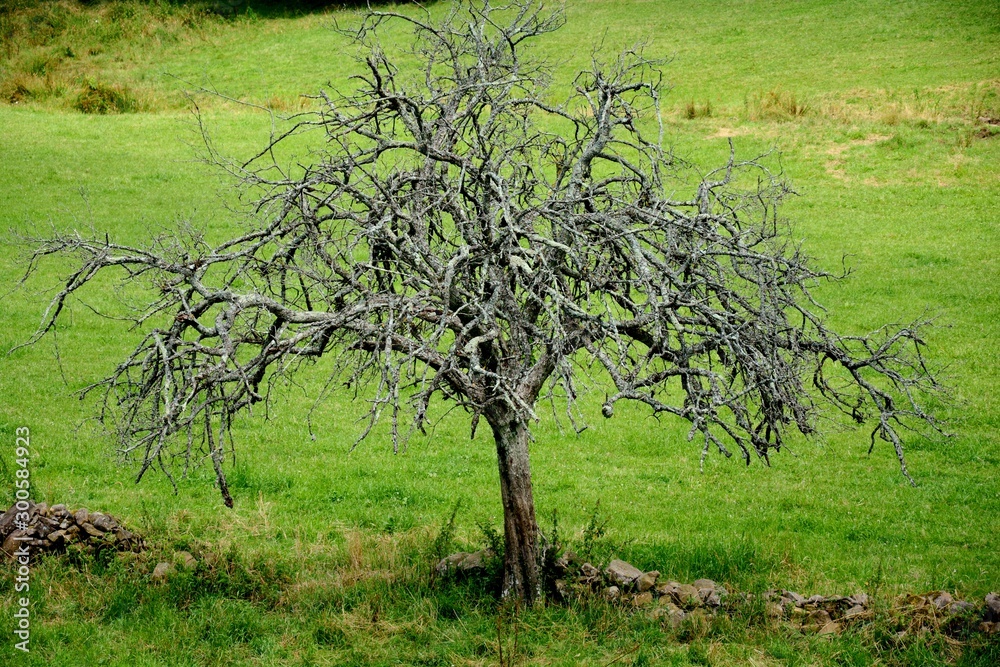 an old tree full of branches without leaves an old tree full of branches without leaves