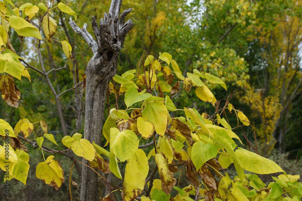 Fototapeta premium autumn;
