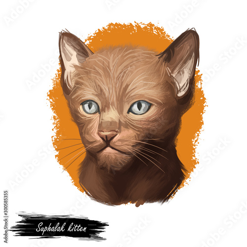 Suphalak, Thong Daeng cat isolated on white. Thong Daeng. Digital art illustration of pussy kitten portrait, feline food cover design, veterinary vet clinic label. Fluffy domestic pet, t-shirt print. photo