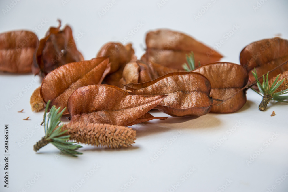 Beautiful brown tree pods and pine cones on white background, autumn decoration Beautiful brown tree pods and pine cones on white background, autumn decoration