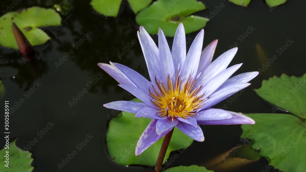 Fresh purple and white gradient color of lotus flower with green leaves blossom in the morning in a lake. Closeup of lotus with green leaves background. Fresh purple and white gradient color of lotus flower with green leaves blossom in the morning in a lake. Closeup of lotus with green leaves background.